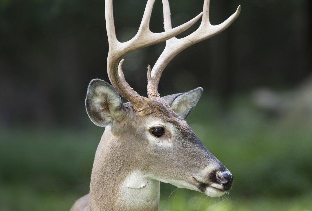 Adult white tailed deer  Adult Pic Hq