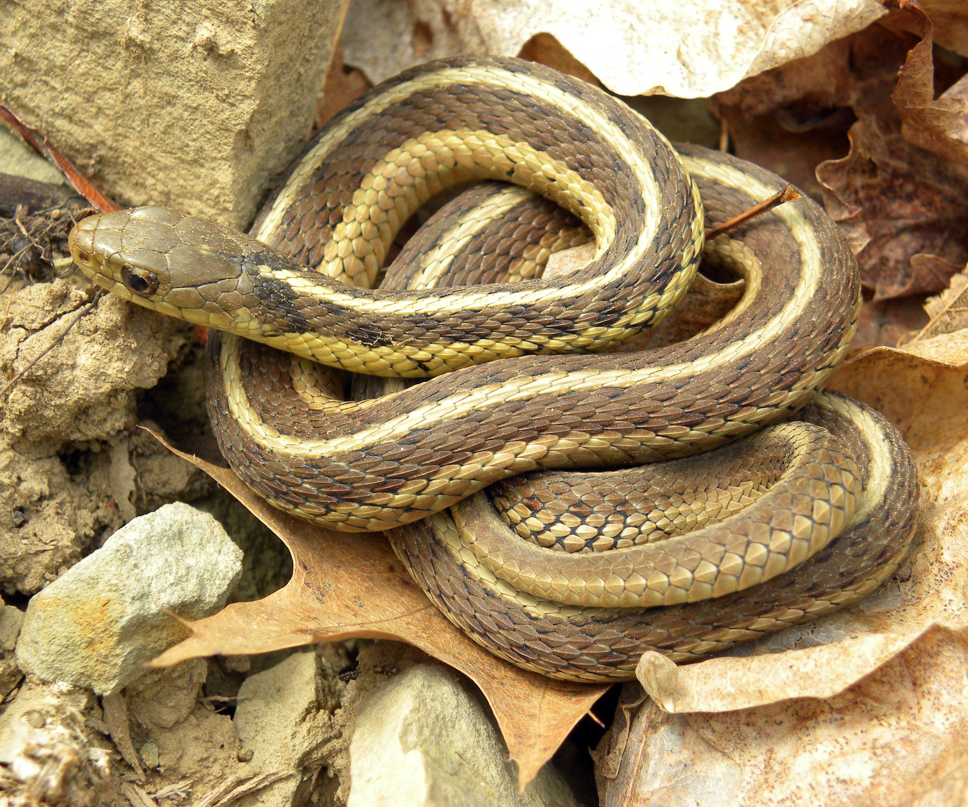 Coo C. reccomend Asian garter snakes