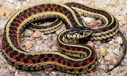 best of Garter snakes Asian