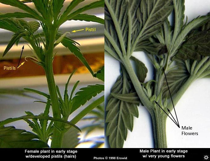 best of Marijuana plant How sex to your