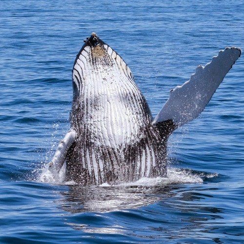 Baby sperm whale marina aug 26