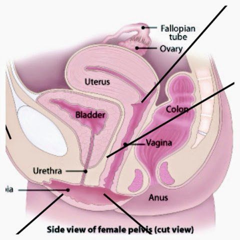 Which vagina holes are where
