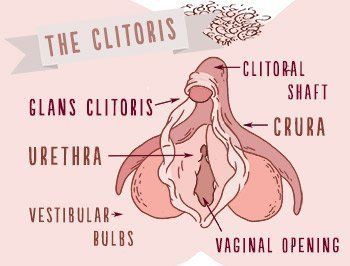 Clitoris picture size