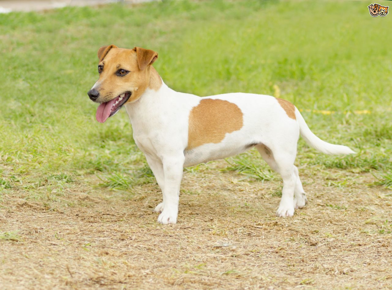 Lumber reccomend Jack russell adult weight
