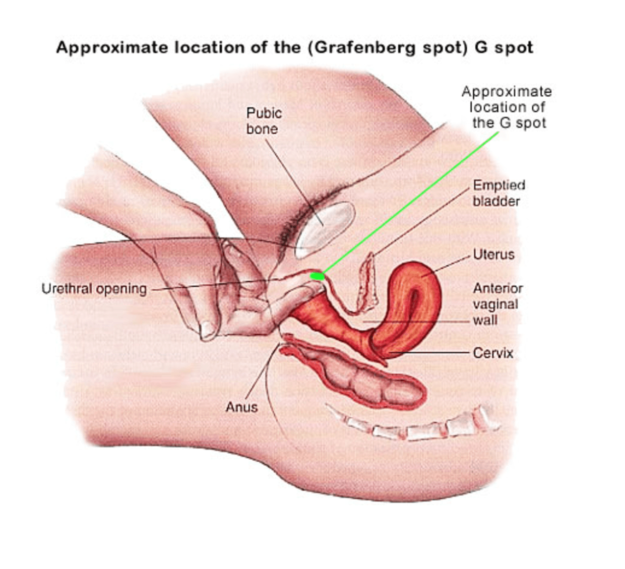 Do i have to pee to have g spot orgasm