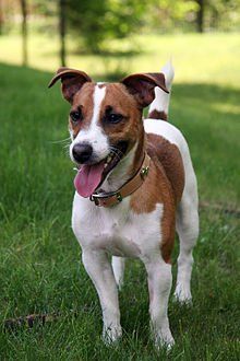best of Adult Jack weight russell