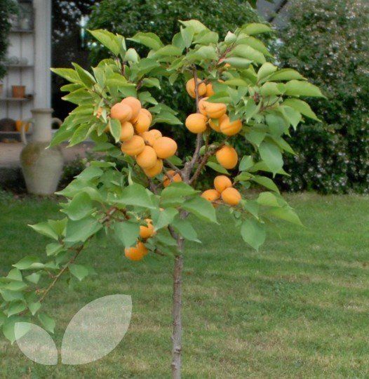 Rep reccomend Mature dwarf fruit trees Dwarf Fruit Trees