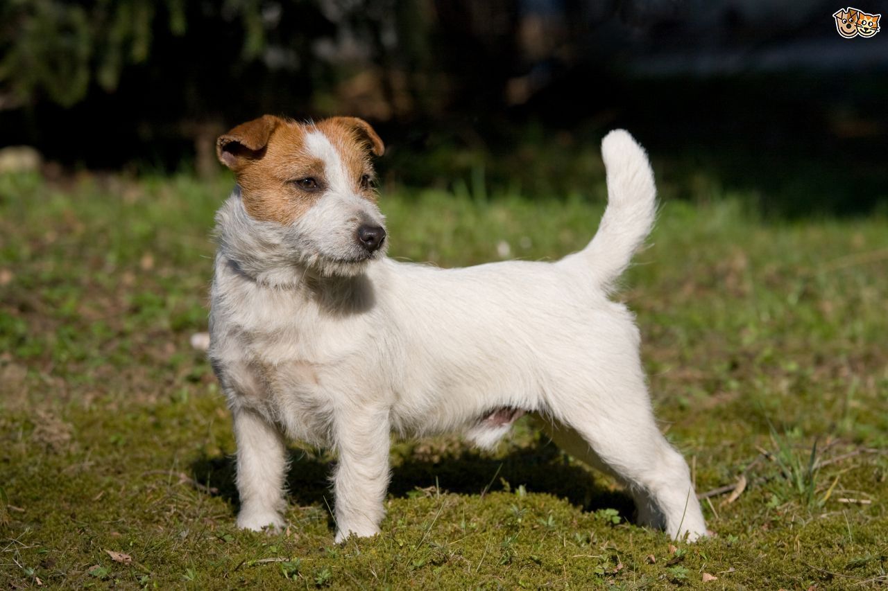 Jack russell adult weight
