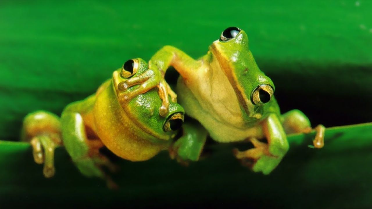 Can frogs change sex