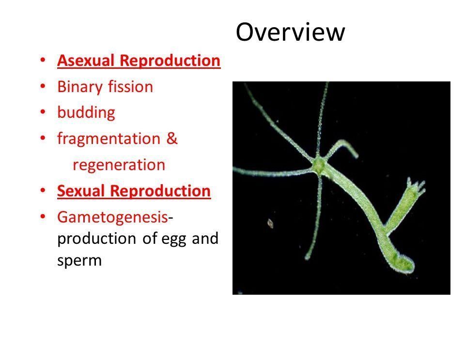 Baller reccomend Fission egg sperm