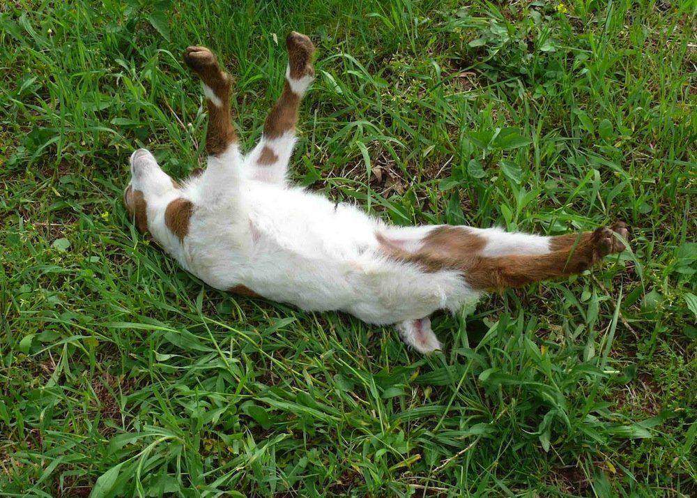 Funny fainting goats videos