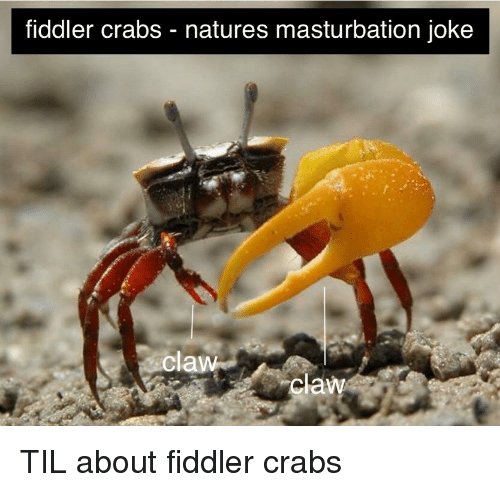 Ratman reccomend Good crabs jokes