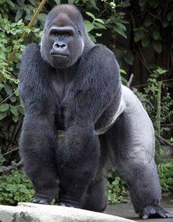 best of Human penetration Gorilla