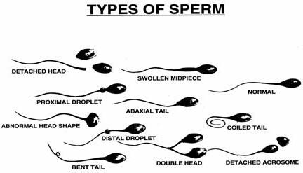 Twizzler reccomend Is swollowing sperm good for you
