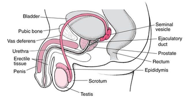 Male sperm reguvination