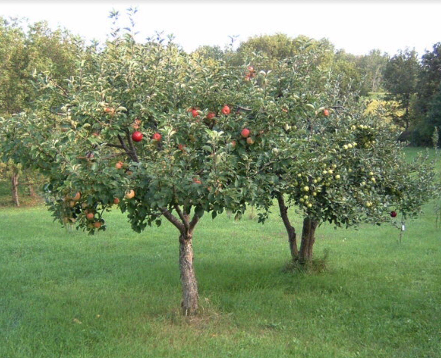 best of Trees Fruit Dwarf fruit Trees Mature dwarf