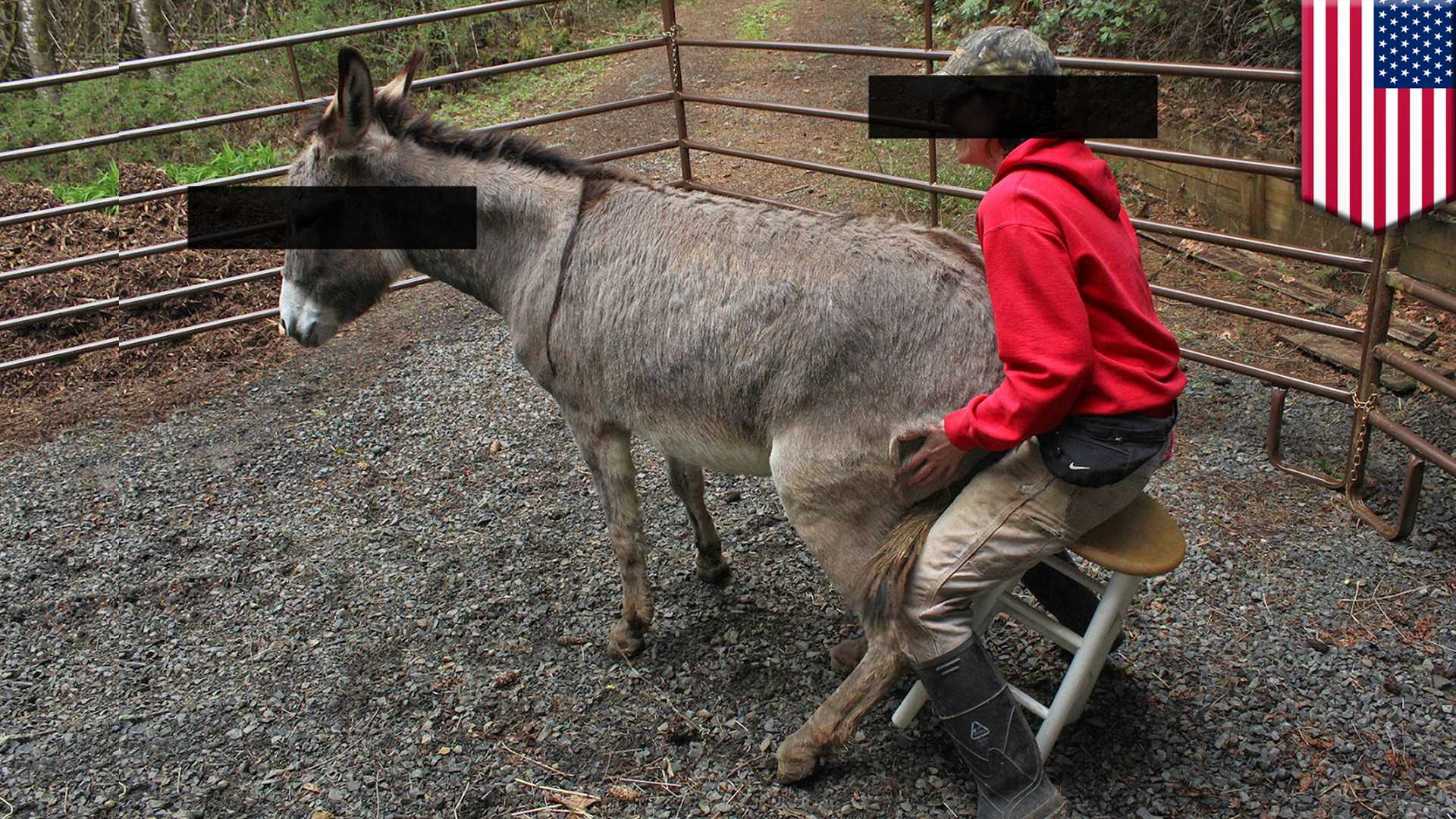 Men having sex with donkey picture pic
