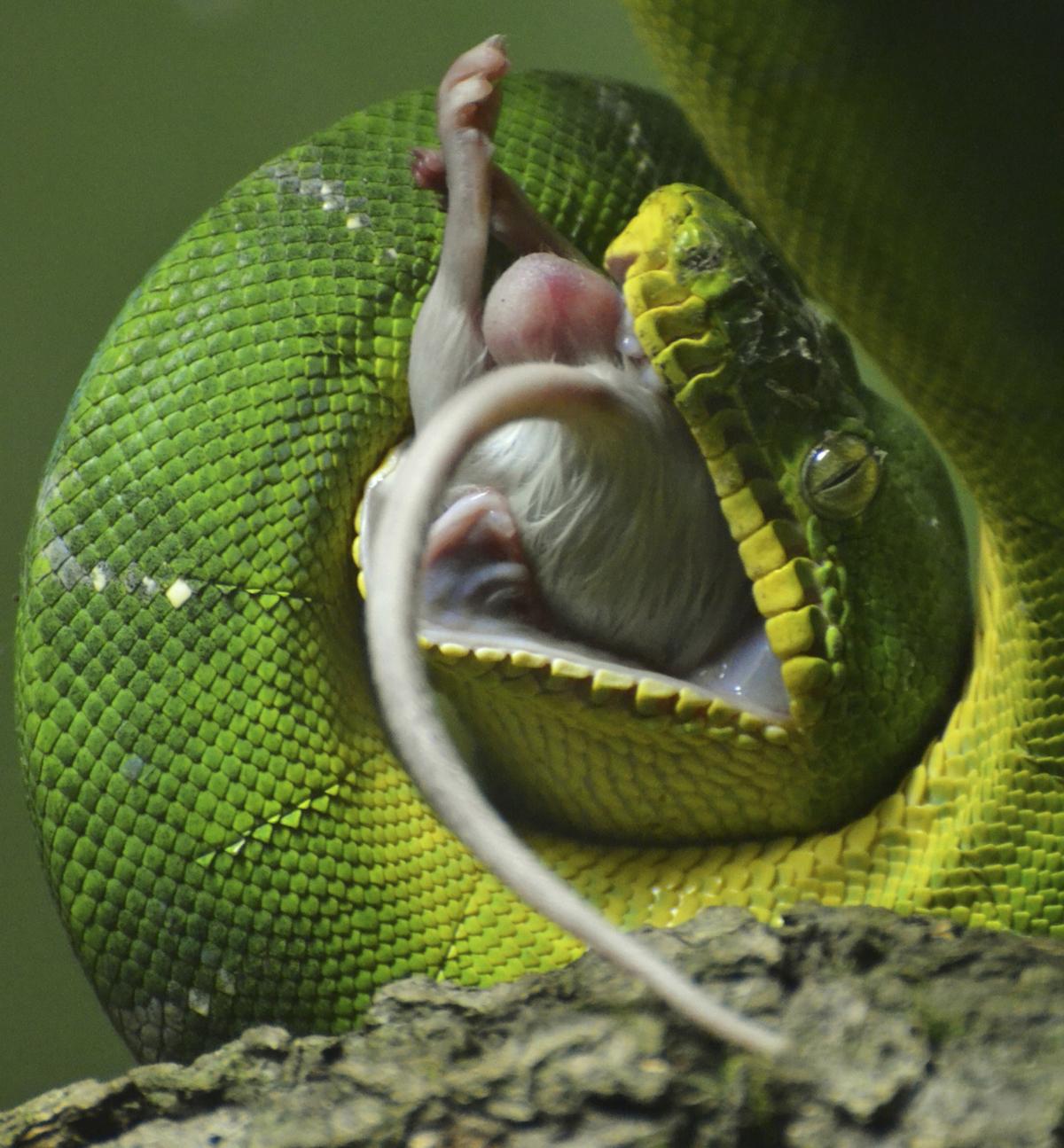 Pet snake break at anus