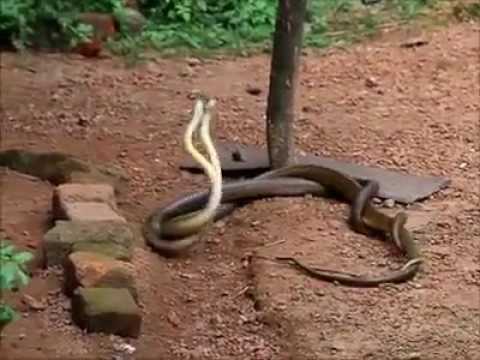 best of With Pics snakes of having sex
