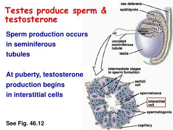 Sperm production cycle