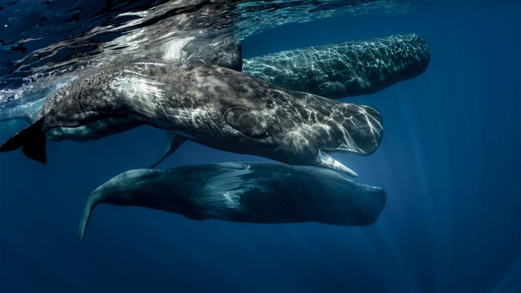 Sperm whales blubber used for