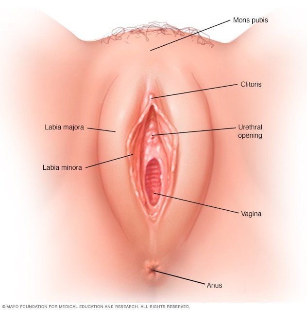 Lala reccomend Which vagina holes are where