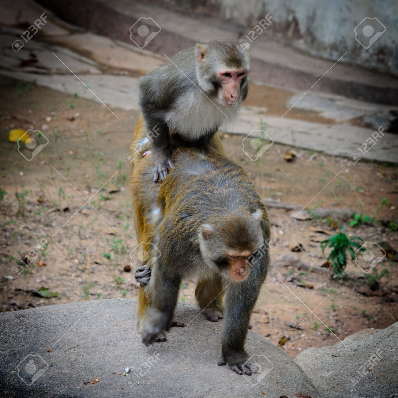 Woman sex in monkey photo gallery