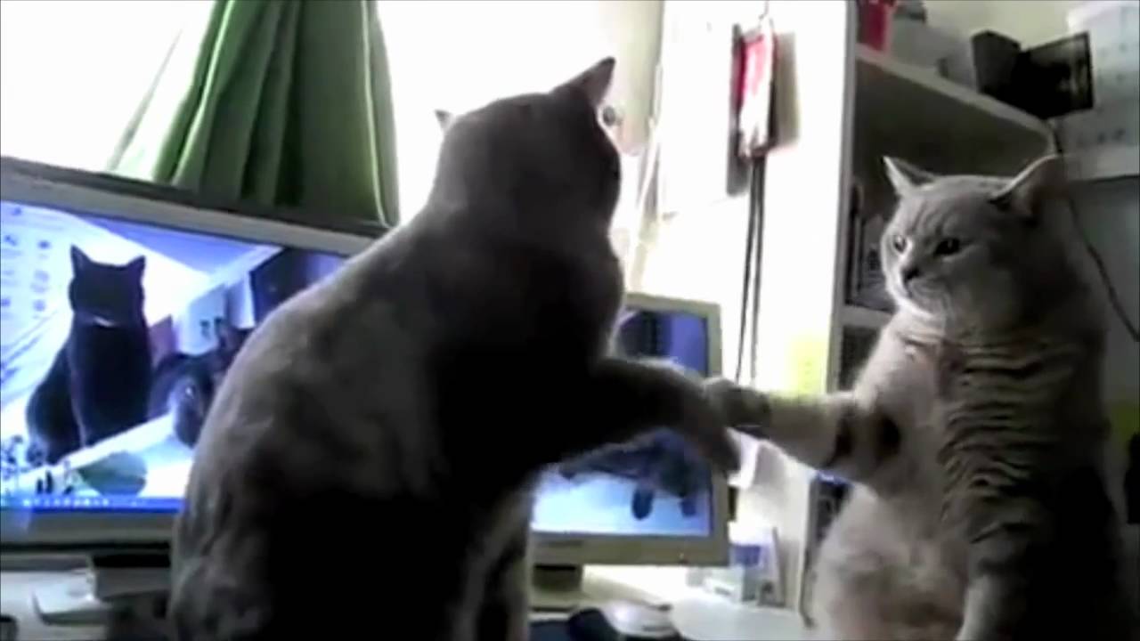 Youtube funny cats playing pattycake