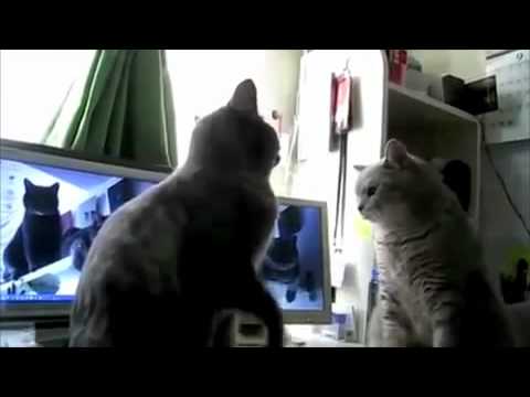best of Funny cats playing pattycake Youtube